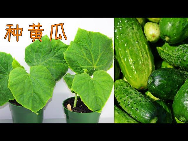 黄瓜什么时候育种育苗, 生长特点, 基本分类 How to grow cucumber from seeds (Eng Subtitle)