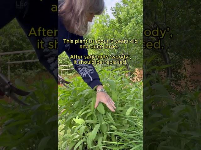 Sage:  The Closest Thing to a Cure-All Plant - (Part 1: Harvesting and Drying)