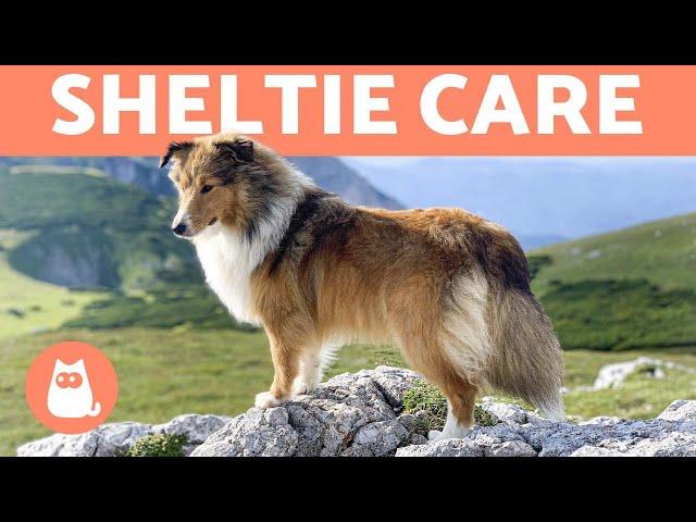 SHETLAND SHEEPDOG  (Sheltie Characteristics and Care)