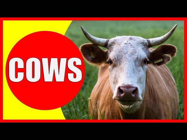 COW VIDEOS FOR KIDS - Facts about Cows for Children, Preschoolers and Kindergarten