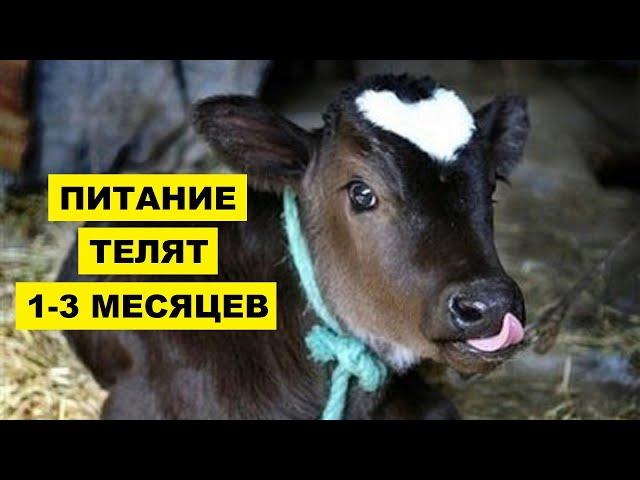 Питание теленка с 1 до 3 месяцев | Животноводство | Рацион питания телят | КРС | Кормление бычков