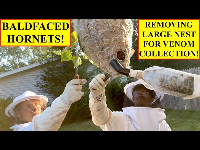 REMOVING A BIG BALDFACED HORNETS NEST! VENOM COLLECTION WITH MANCHESTER UNIVERSITY WASP SURVEY TEAM!