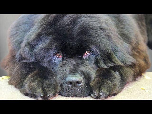 The Sweetest Floofy Newfy I've Ever Met 