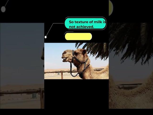 Can we make curd from Camel's milk?