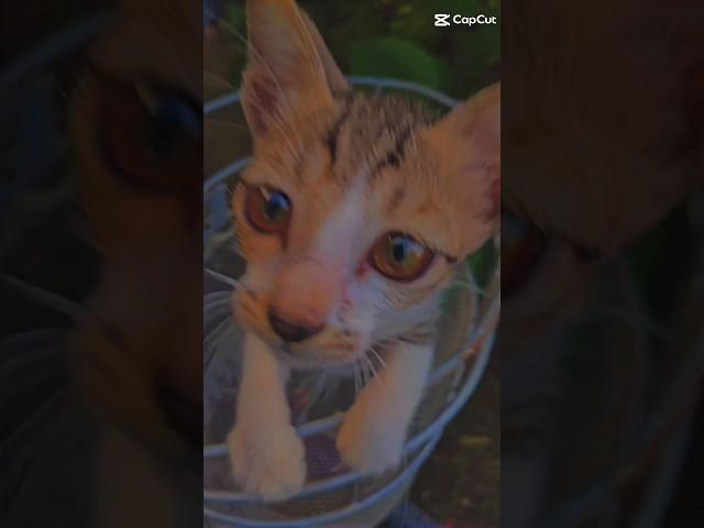 cat is looking me#shortvideo #cutecat #shorts #viralshorts #tiktok #trending #comedy #funnyvideo