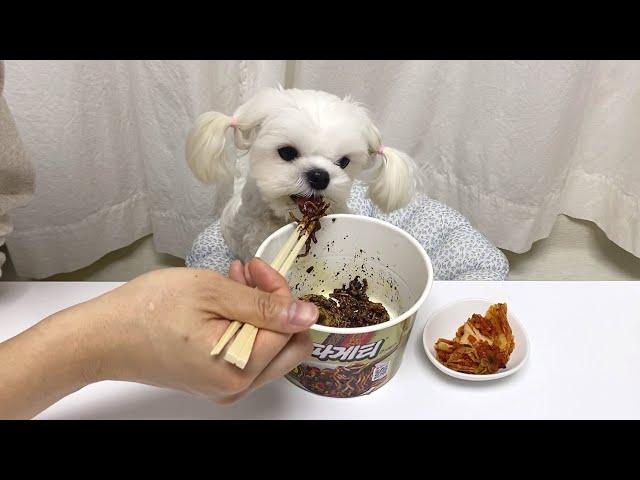 Dog eating jajangmyeon