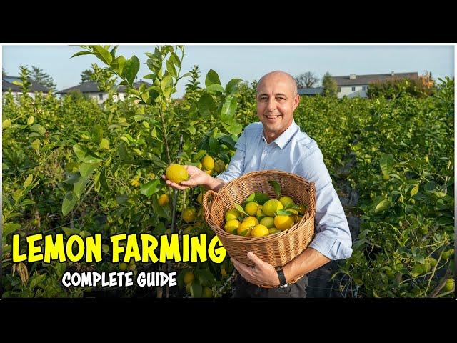 LEMON Farming: Complete Guide | Lime/Citrus Fruit Cultivation