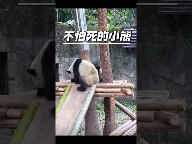 #国宝熊猫 顶流熊猫兄妹打架真是妈妈不在身边，打起来真像小学生啊 #cute