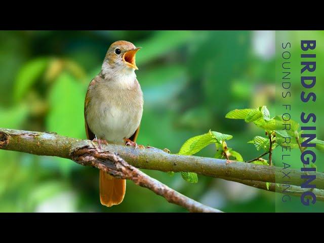 Forest Birdsong Nature Sounds - Relaxing Bird Sounds for Sleeping, Study & Work