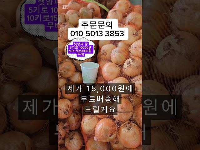 햇양파 저상성좋고 단단하고 맛잏는 양파사세요  5키로 만원 10키로 15천입니다#햇양파#양파#짱아치 #제철과일