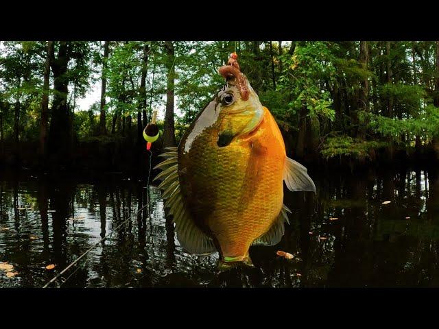 Late September Bluegills  -  Bream fishing