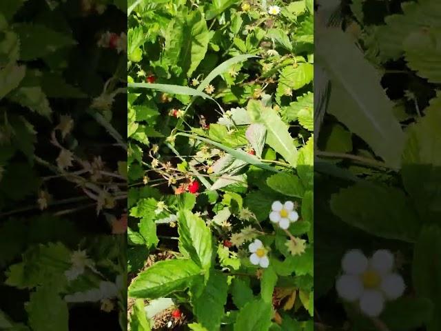 Земляника из семян #дача #огород #красота #сад