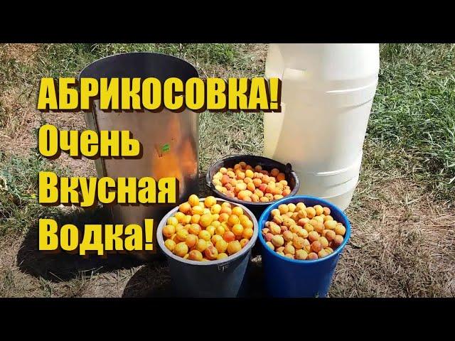 Делаем Абрикосовое вино для приготовления отличной водки!