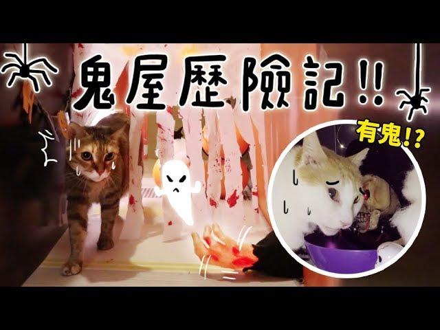【黃阿瑪的後宮生活】鬼屋歷險記！猛鬼vs餓貓！萬聖節企劃