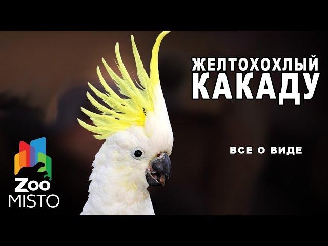 Желтохохлый какаду - Все о виде попугаев | Вид попугая - желтохохлый какаду