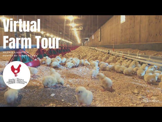 Virtual Chicken Farm Tour