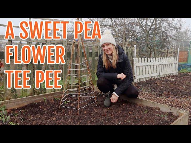A SWEET PEA FLOWER TEE PEE / JANUARY 2023 / ALLOTMENT GARDENING