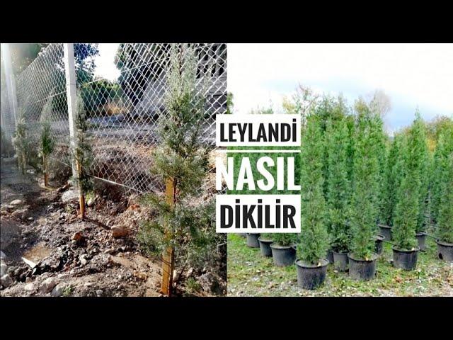 Leylandi ağacı nasıl dikilir. Leylandi  ağaç özellikleri. Leylandi bakımı  #tniyhouse