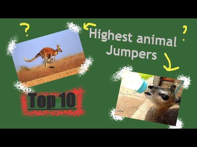 Top 10 highest animal jumpers