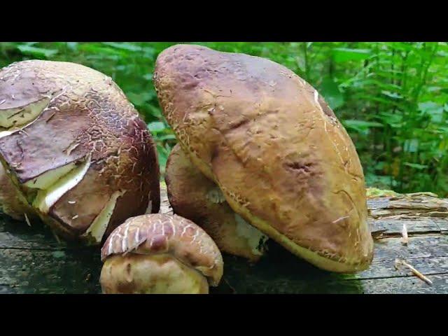 Перші білі гриби 25. 05. 23