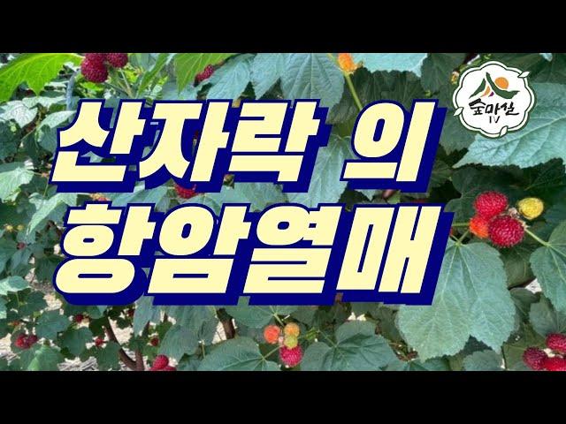 항암약초 항암열매 산딸기 산림 임업 농업 숲마실TV  산림 임업 농업 약초  치유농업 숲체험  6차산업 귀농 귀촌 약용식물 산야초 약초효능 임업경영체 안토시아닌  비타민 피부미용