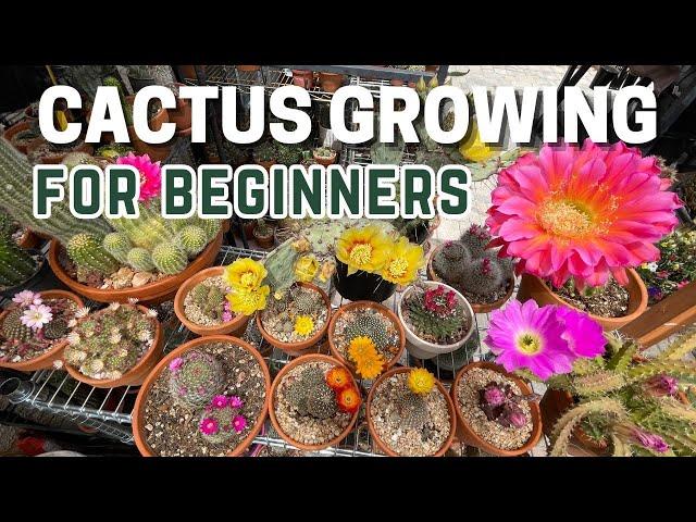 How to Grow Cactus for Beginners / How to Take Care of Cactus | #careforcactus