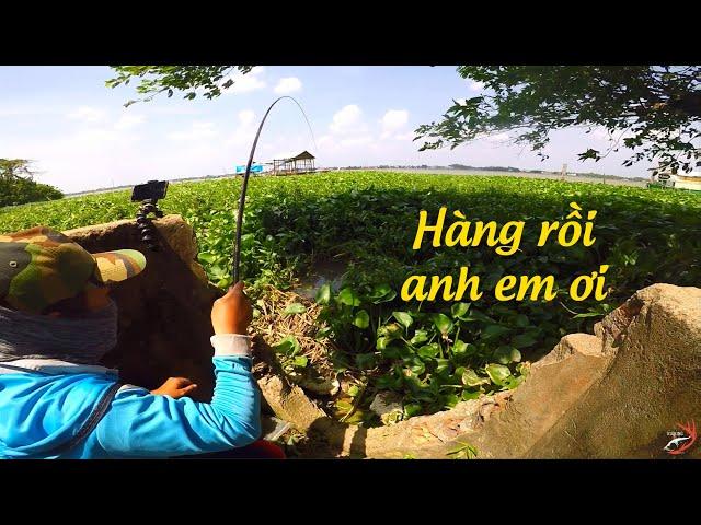 FISHING . RA SÔNG MÓC LỖ CÂU CÁ TRÊ KHÔNG NGỜ ĐỤNG ĐƯỢC CON NÀY , CHẠY CẮM ĐẦU LÀ CÓ THẬT