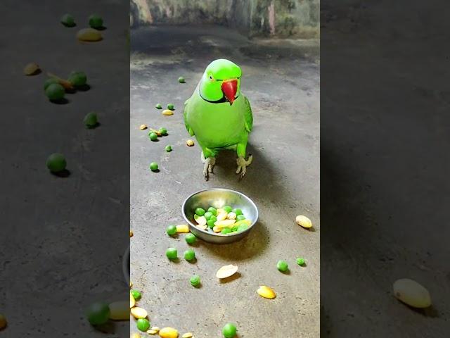 too much  angry  parrot #parrot #talkingparot #nonstoptalkingparrot #funny #angryparrot #shorts
