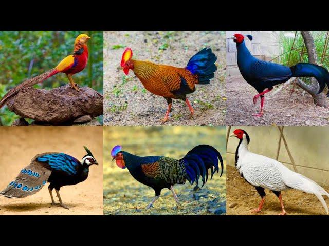 All Breed Pheasant Farm, jungle fowl Murgi, Dekhne Tater Sound Chand Chakor Chiks Hsn Entertainment