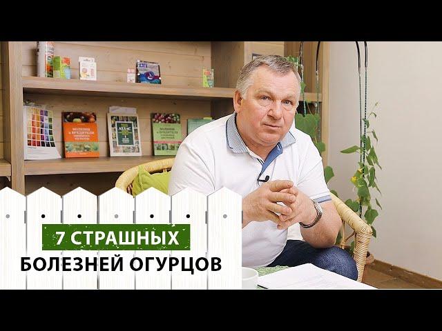 7 страшных болезней огурцов. Как с ними бороться (и как не допустить)