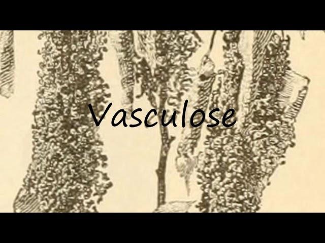 How to Pronounce Vasculose?