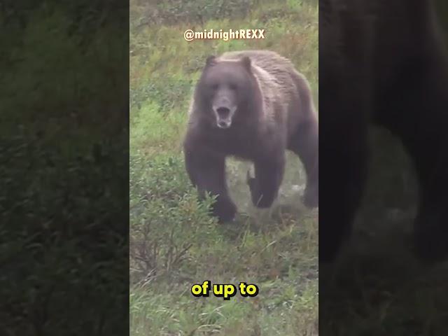 How fast can bears run? #shorts