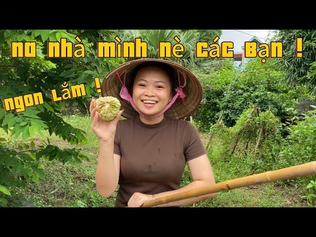 Cùng Châm Chuối Đi Nã Những Quả Na Chín Ngoài Vườn !