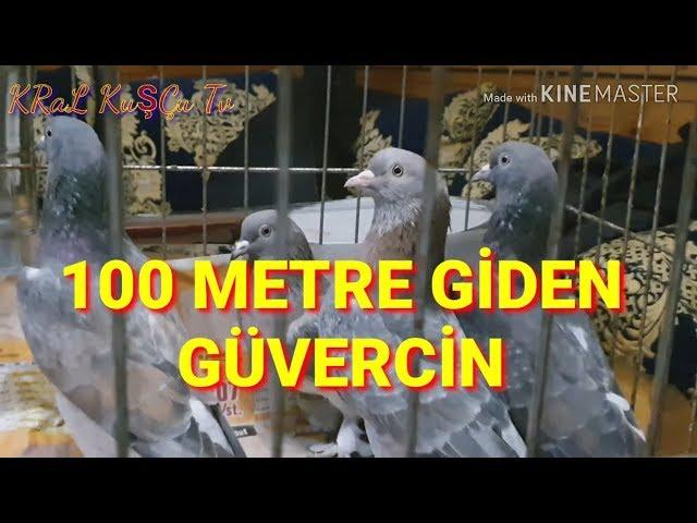 100 METRE GİDEN OYUN KUŞU GÜVERCİNİ MUHACİR SALİH