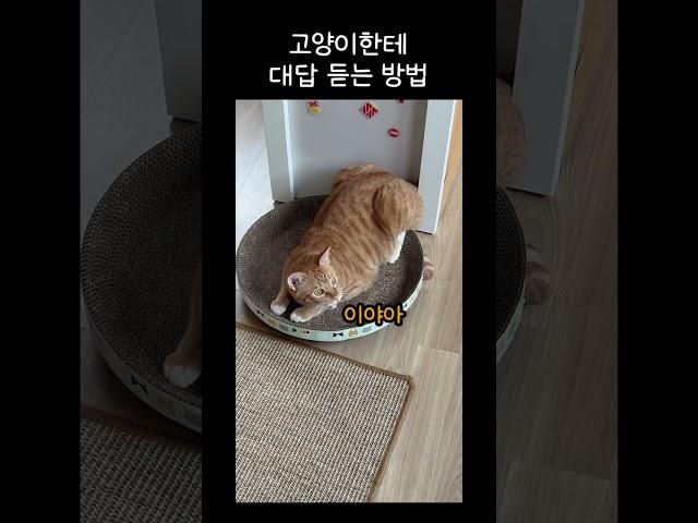 고양이한테 대답 듣는 방법 #shorts #고양이