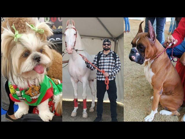 Chandigarh Dog Show & Horse Show 2025 | Parade Ground | Sector 17