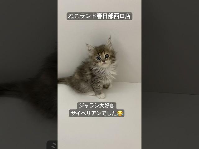 【子猫販売】#サイベリアン #cats #ペットショップ #ねこランド #春日部