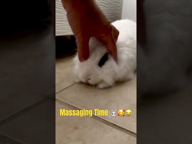 Massaging my bunny  #bunny #rabbit #spicythebunny #funnybunny #funybunny #funbunny #bun