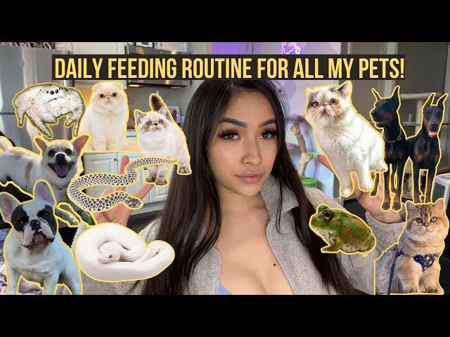 FEEDING ALL MY 14 PETS l DAILY FEEDING ROUTINE