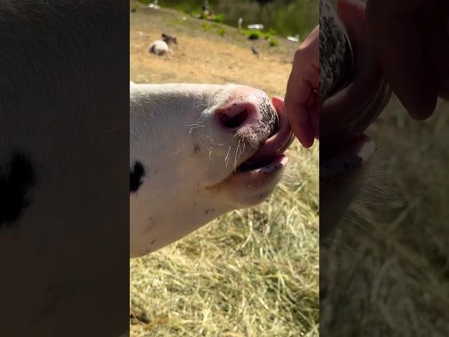 Farm joy #cow