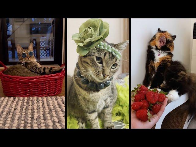 Funny and cute CATS Videos Сompilation # 38