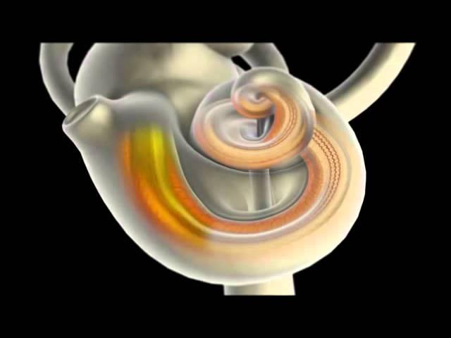 Inner Ear function - A brief summary -