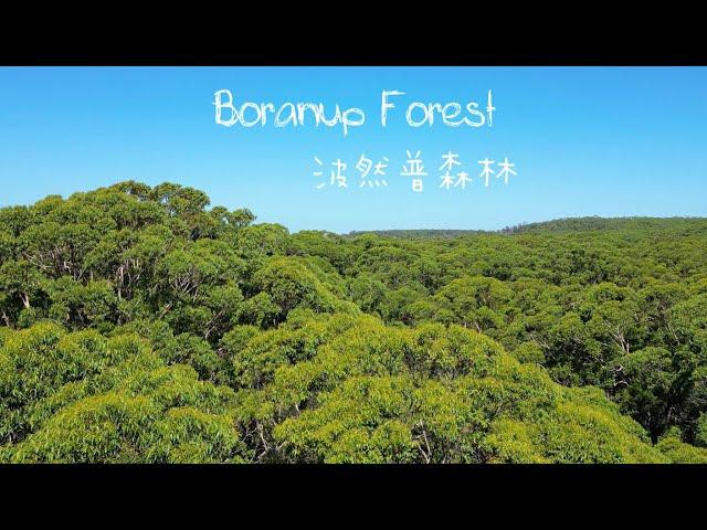 [4K Drone Video] Boranup Forest in Western Australia, 60m Karri Trees & Fire Renewal