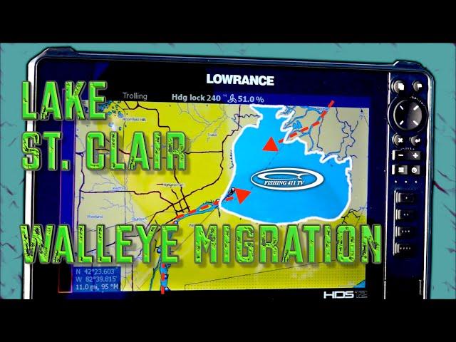 Lake St.  Clair Walleye Migrations