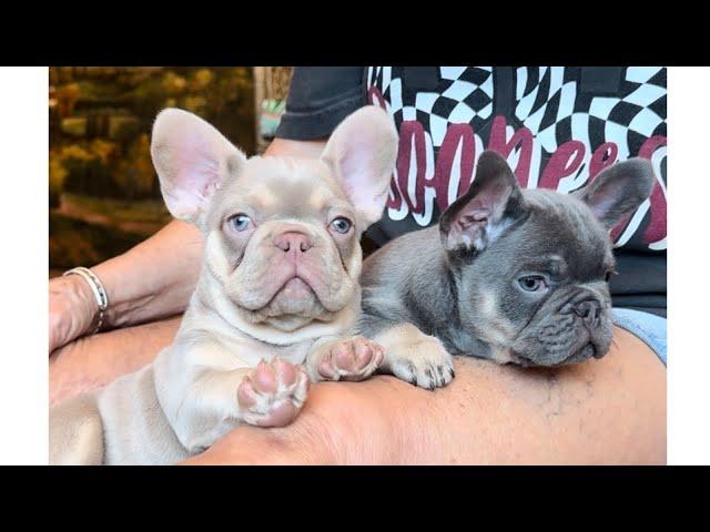 Cider & Cyprus at 8 wks old. Handsome Fluffy Carrier boys! New Shade Isabella & Tan and Lilac & Tan.