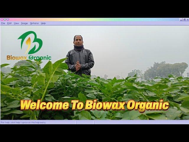 Humic based shine ball with experiment Biowax Organic