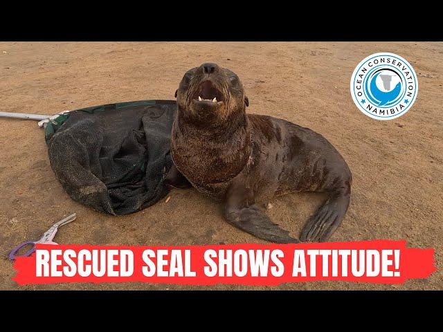 Rescued Seal Shows Attitude!