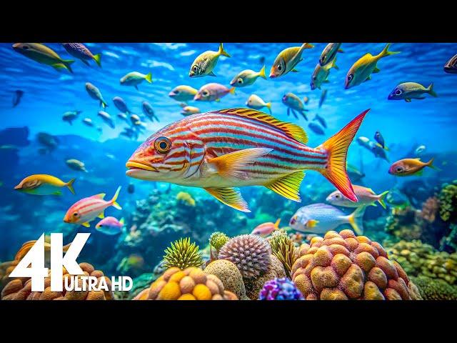 Aquarium 4k VIDEO (ULTRA HD)  - Captivating Moments with Beautiful Coral Reef Fish - Relaxing music