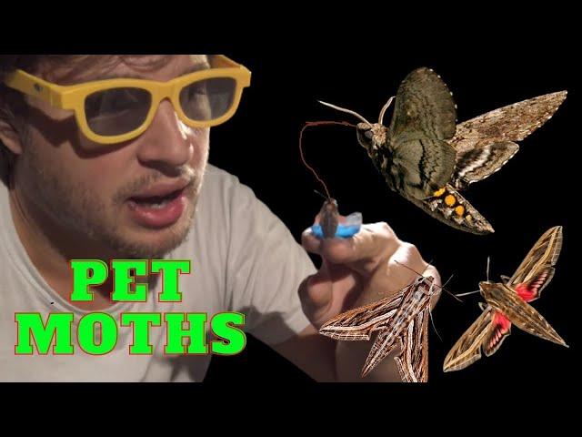 I TAMED these MOTHS; now they are my pets. Vine Hawkmoth (Hippotion celerio) - Mothcycles