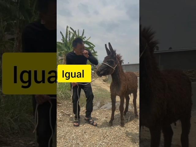 mira como se hombre grita igual que el burro y la reacción del burro wao